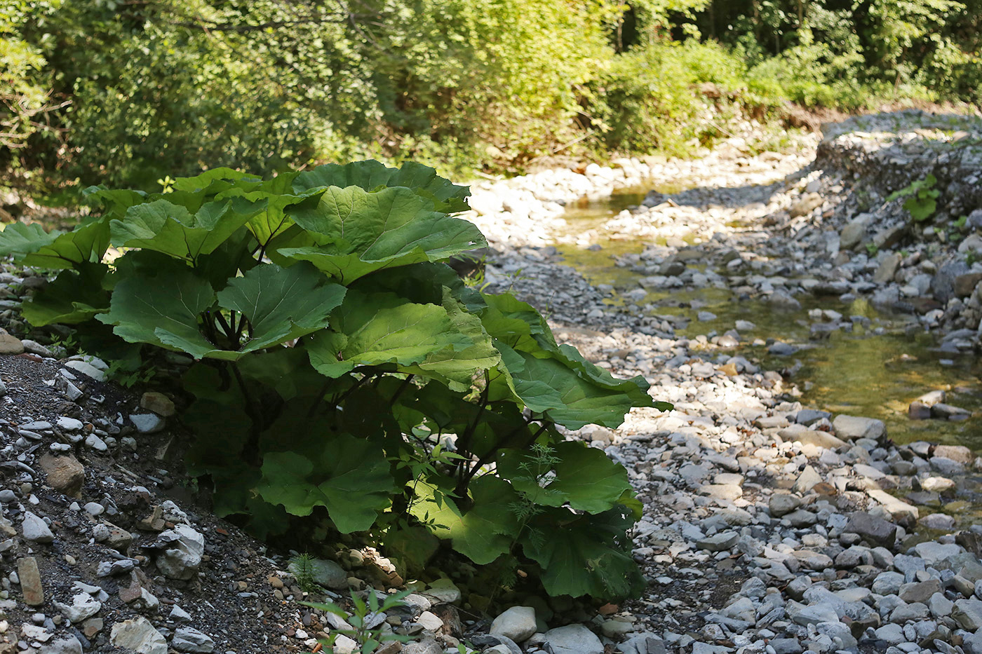 Изображение особи Petasites hybridus.