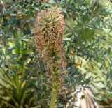 Agave victoriae-reginae