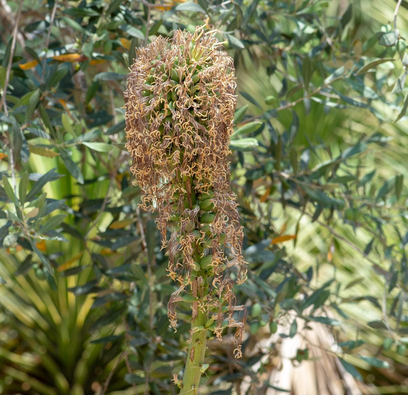 Изображение особи Agave victoriae-reginae.