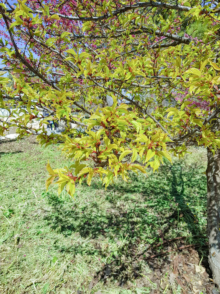 Изображение особи Prunus campanulata.