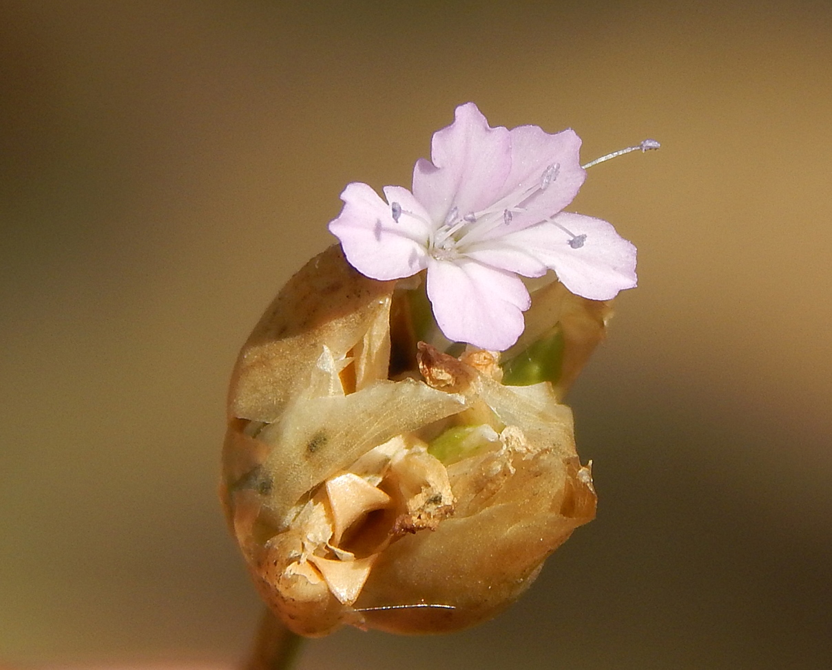 Изображение особи Petrorhagia prolifera.