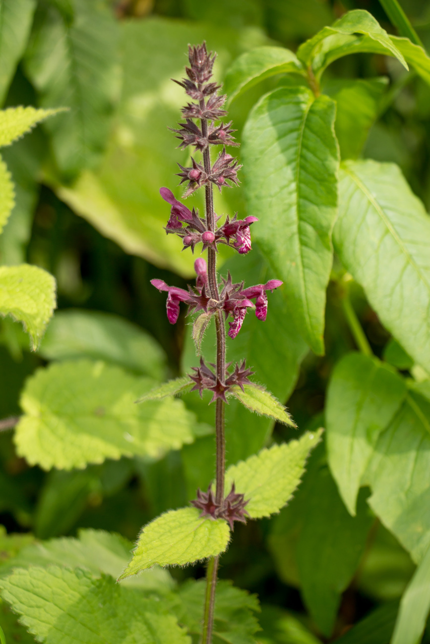 Изображение особи Stachys sylvatica.