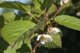 Actinidia kolomikta