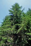 Picea abies. Часть кроны взрослого дерева. Сербия, национальный парк Тара, плоскогорье Равна Тара, смешанный лес. 08.07.2019.