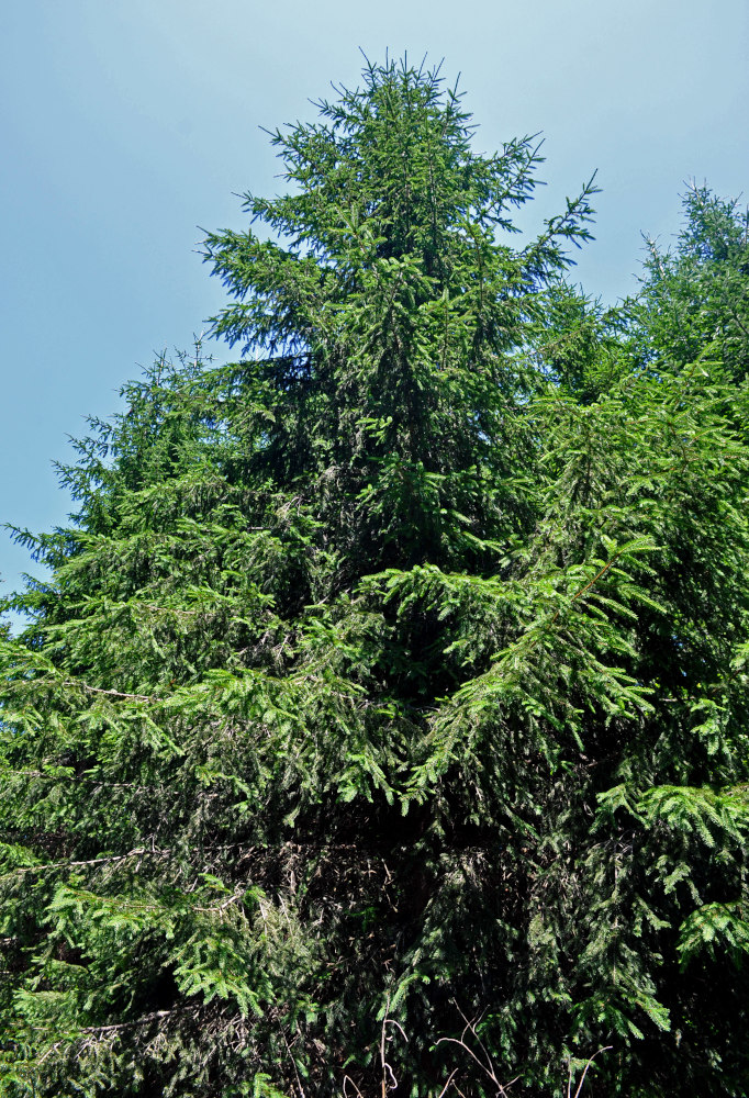 Image of Picea abies specimen.