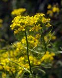 Sisymbrium loeselii. Верхушка цветущего побега с завязями. Пермский край, г. Пермь, Кировский р-н, песчаный склон. 10.08.2019.