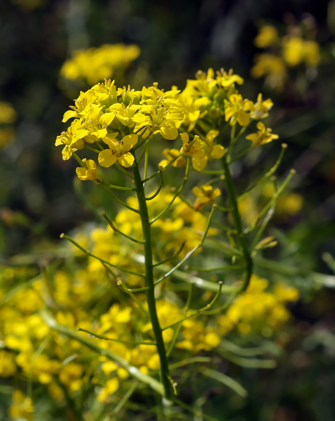 Изображение особи Sisymbrium loeselii.