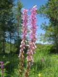 Pedicularis elata. Соцветия. Казахстан, Калбинский Алтай, окр. пер. Таргын, сосновое редколесье. 21 июня 2019 г.