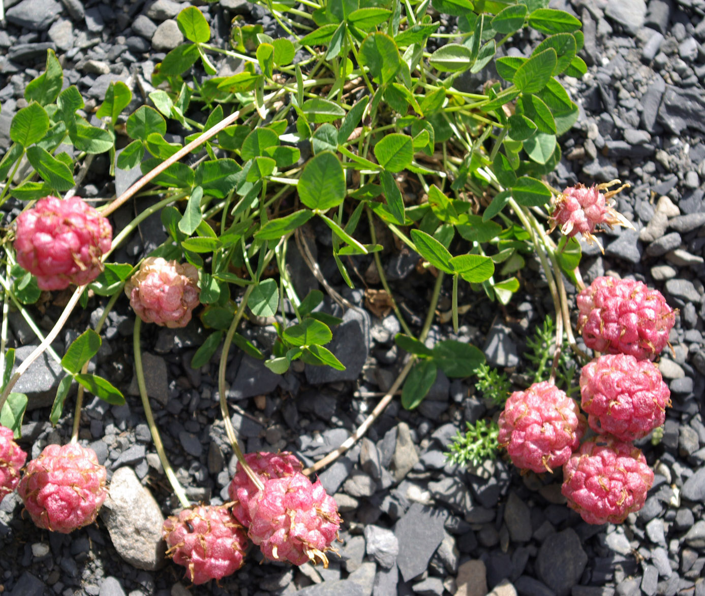 Изображение особи Trifolium raddeanum.