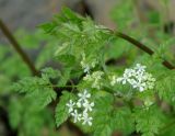 Anthriscus cerefolium. Соцветие. Азербайджан, Ярдымлинский р-н, ущелье р. Виляшчай. 14.04.2010.