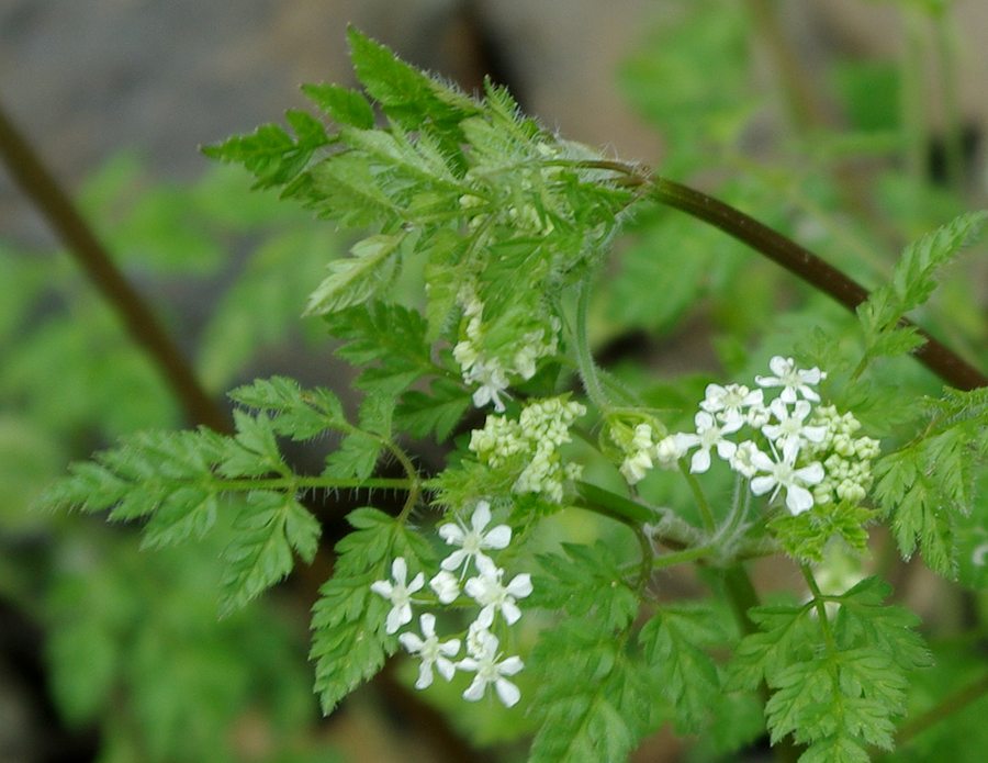 Image of Anthriscus cerefolium specimen.