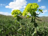 Euphorbia buchtormensis. Верхушка цветущего растения. Восточный Казахстан, Южный Алтай, хр. Азутау, верх. часть пер. Мраморный, разнотравный луг. 10 мая 2013 г.