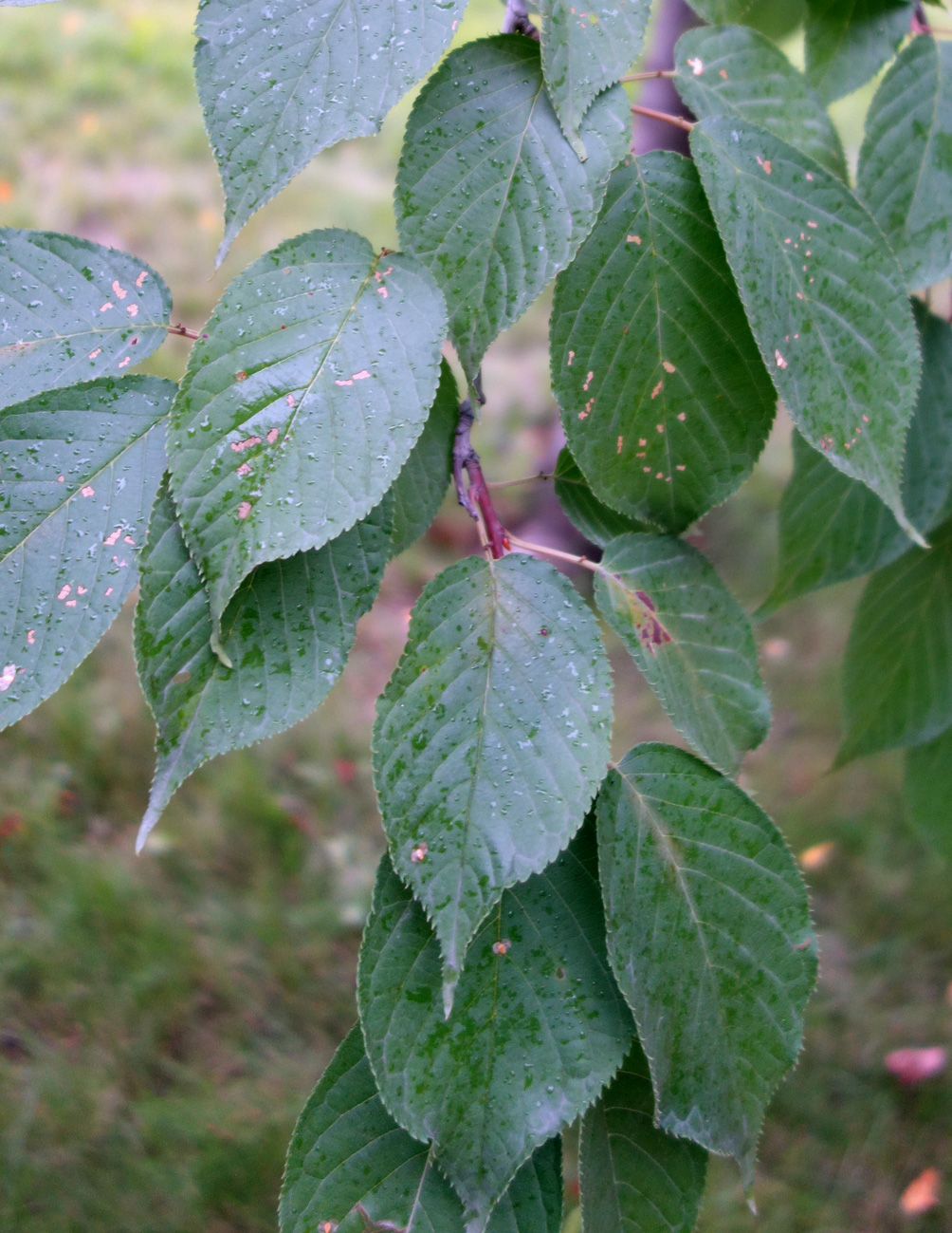 Изображение особи Cerasus sachalinensis.