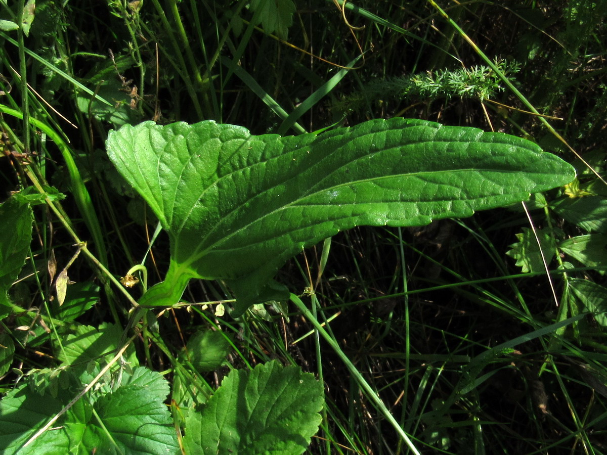 Image of Viola patrinii specimen.