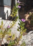 Catharanthus roseus