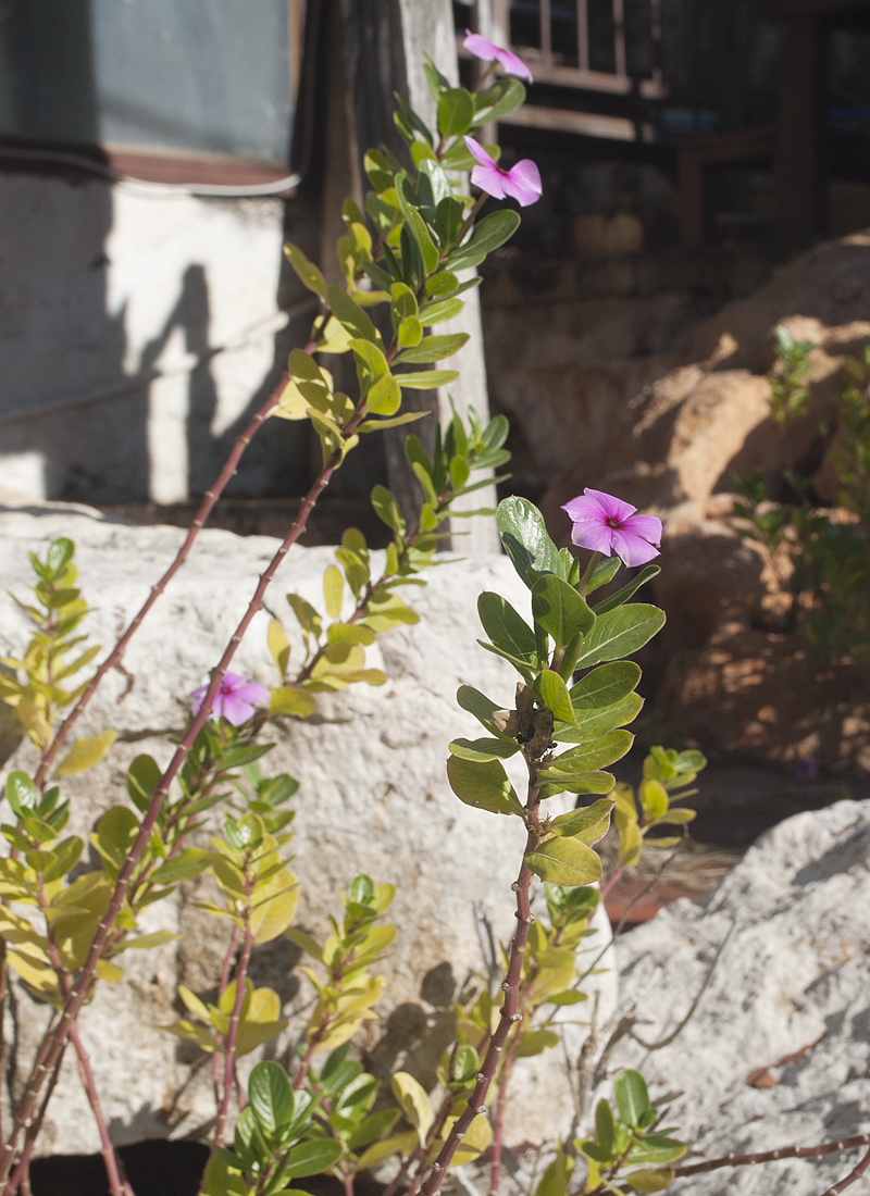 Изображение особи Catharanthus roseus.