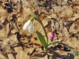 Galanthus plicatus. Цветущее растение в сообществе с Cyclamen coum. Крым, Белогорский р-н, хр. Кубалач, дубово-буковый лес. 17.02.2020.