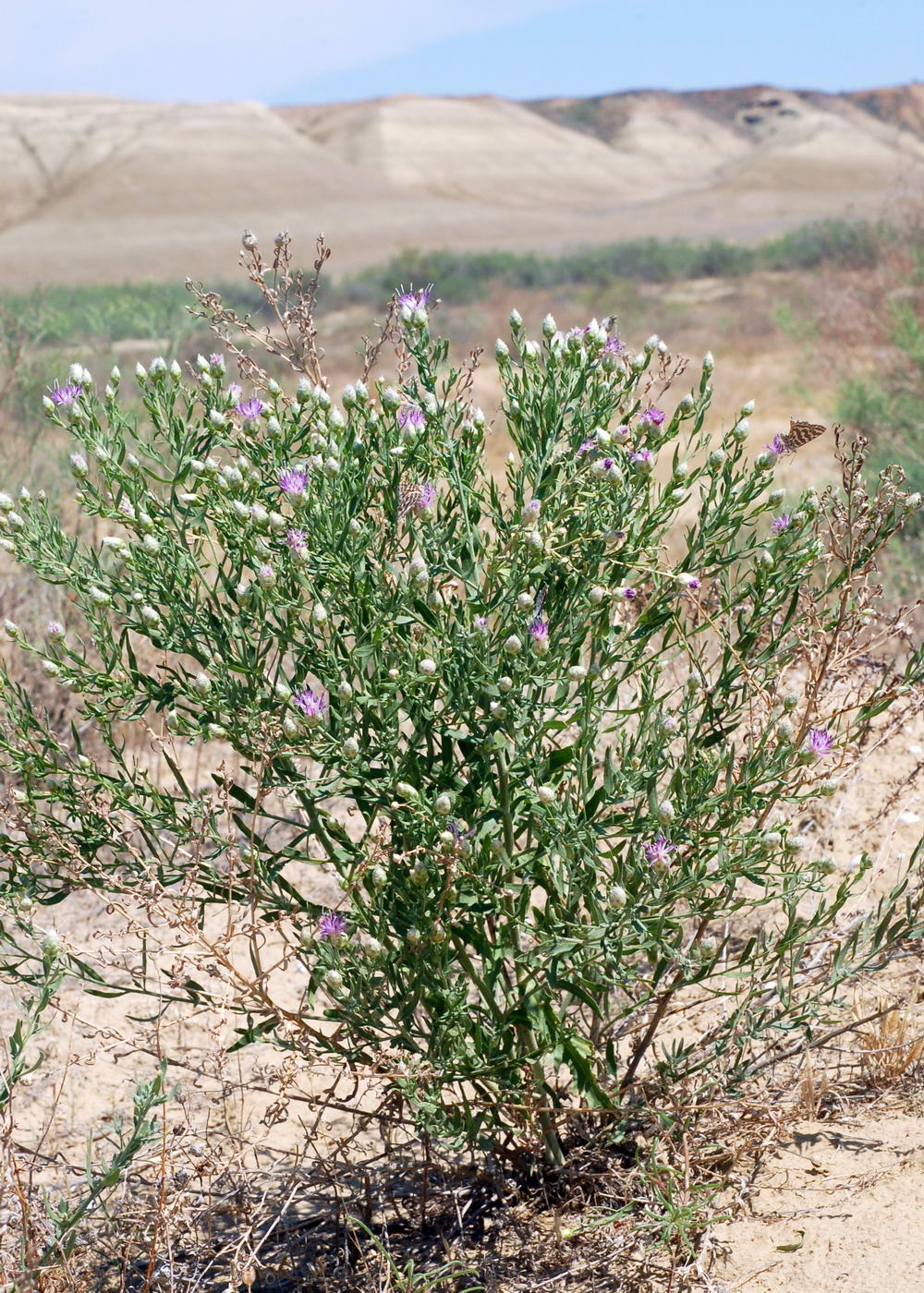 Image of Acroptilon repens specimen.