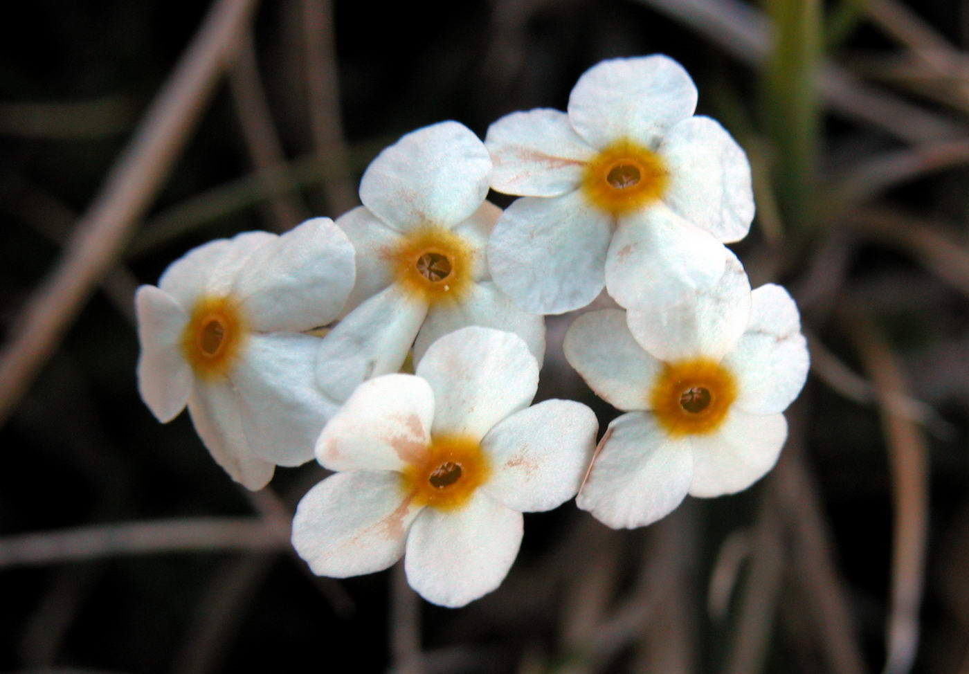 Image of Androsace arctisibirica specimen.