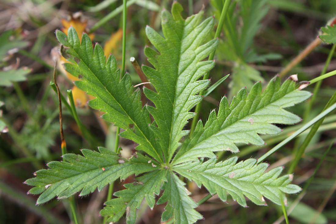 Image of Potentilla goldbachii specimen.