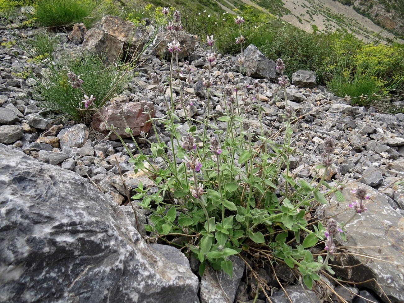 Image of Stachys hissarica specimen.