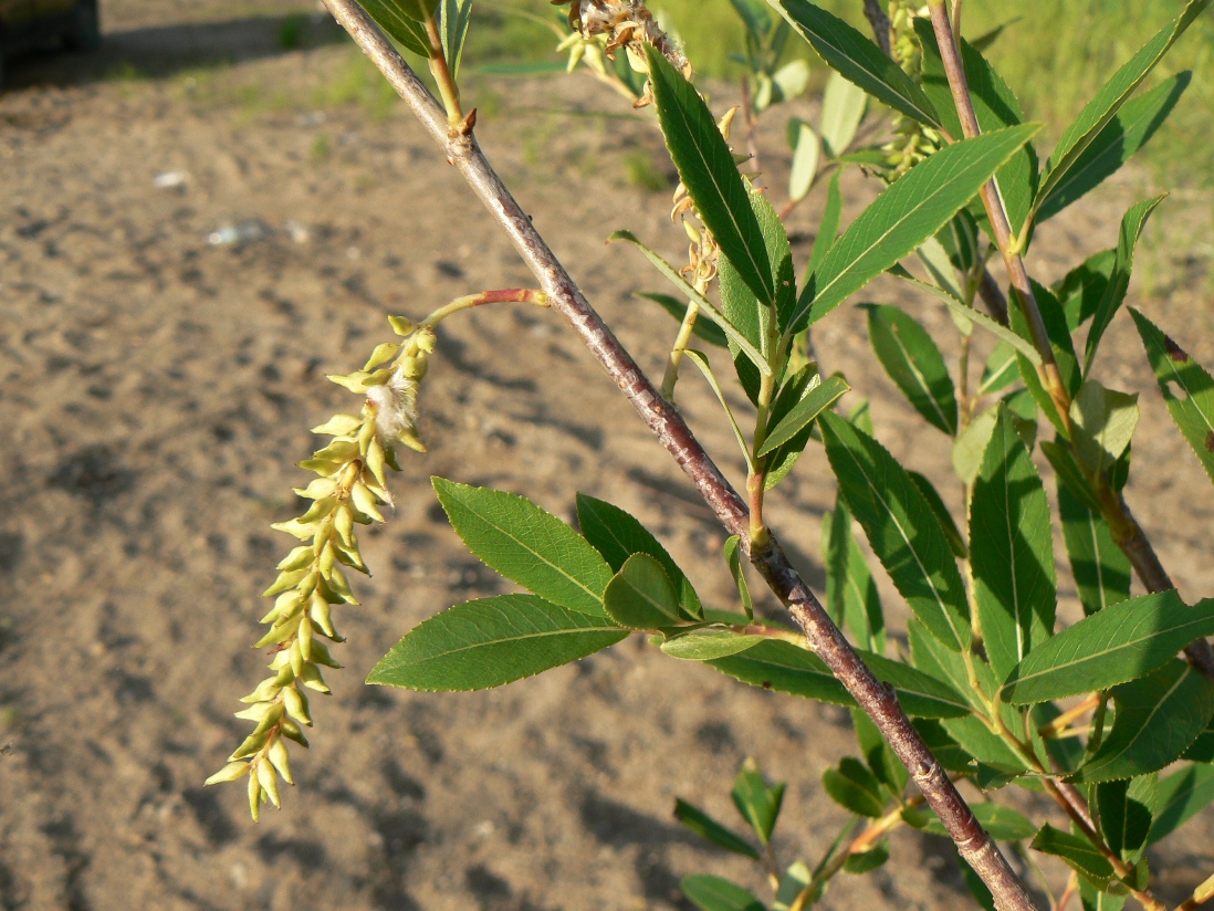 Image of Salix nipponica specimen.