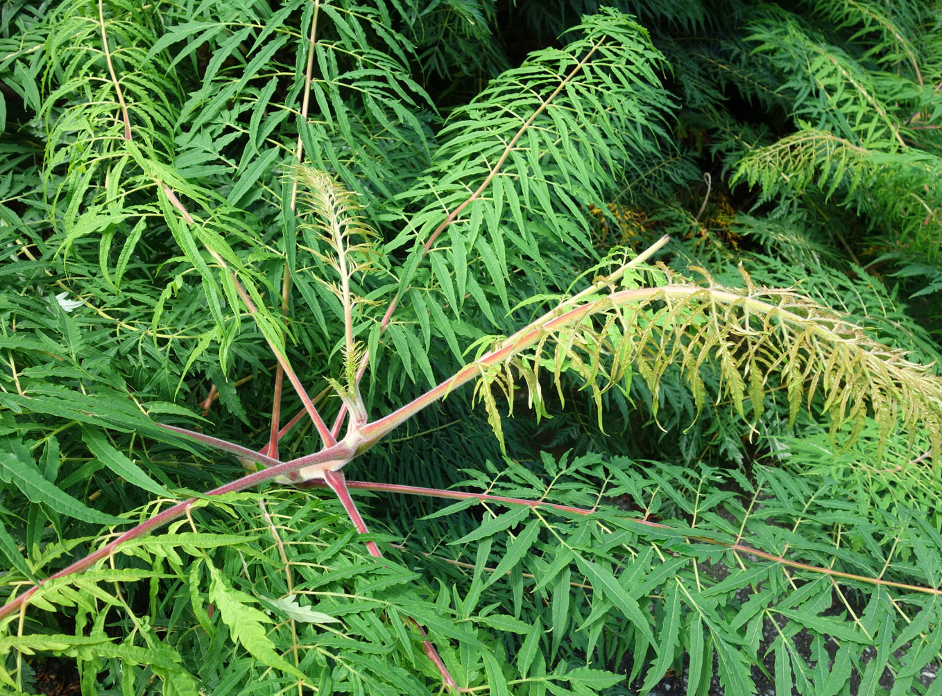 Image of Rhus typhina f. laciniata specimen.