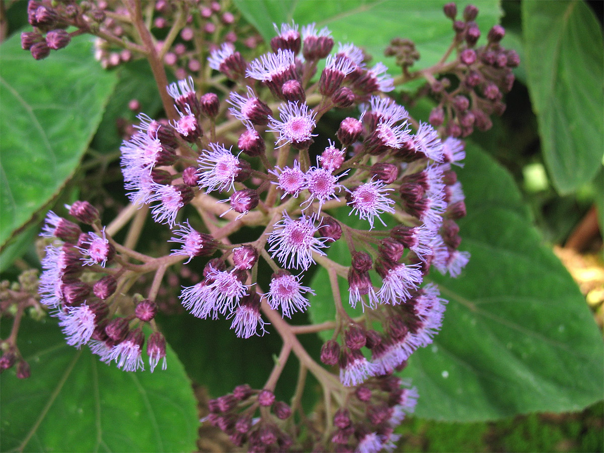 Image of Hebeclinium macrophyllum specimen.