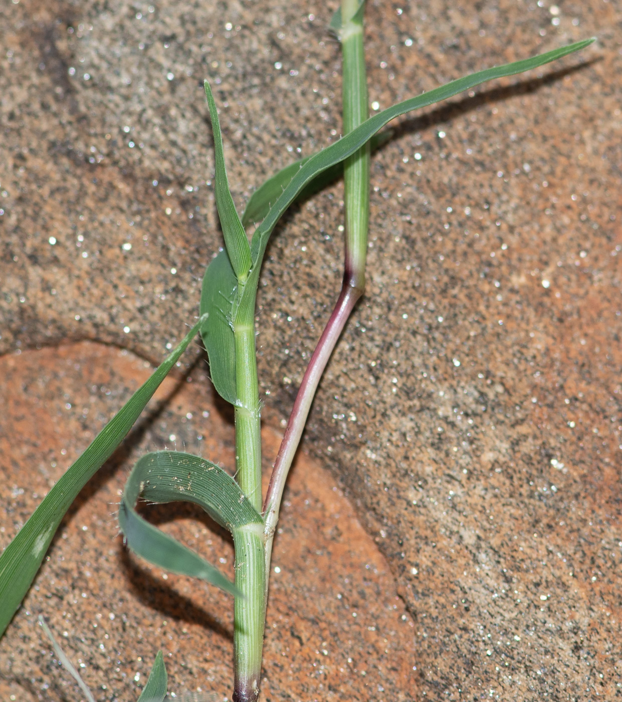 Image of Tragus racemosus specimen.