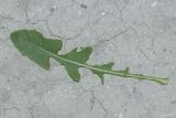 Image of taxon representative. Author is Максим Гуляев