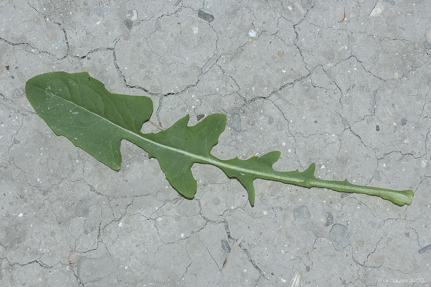 Изображение особи семейство Asteraceae.