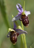 Ophrys scolopax. Цветки. Испания, автономное сообщество Каталония, провинция Жирона, комарка Сельва, муниципалитет Сускеда, окр. деревни Сант-Марти-Сакальм, 835 м н.у.м., мелкотравный луг. 23.05.2020.