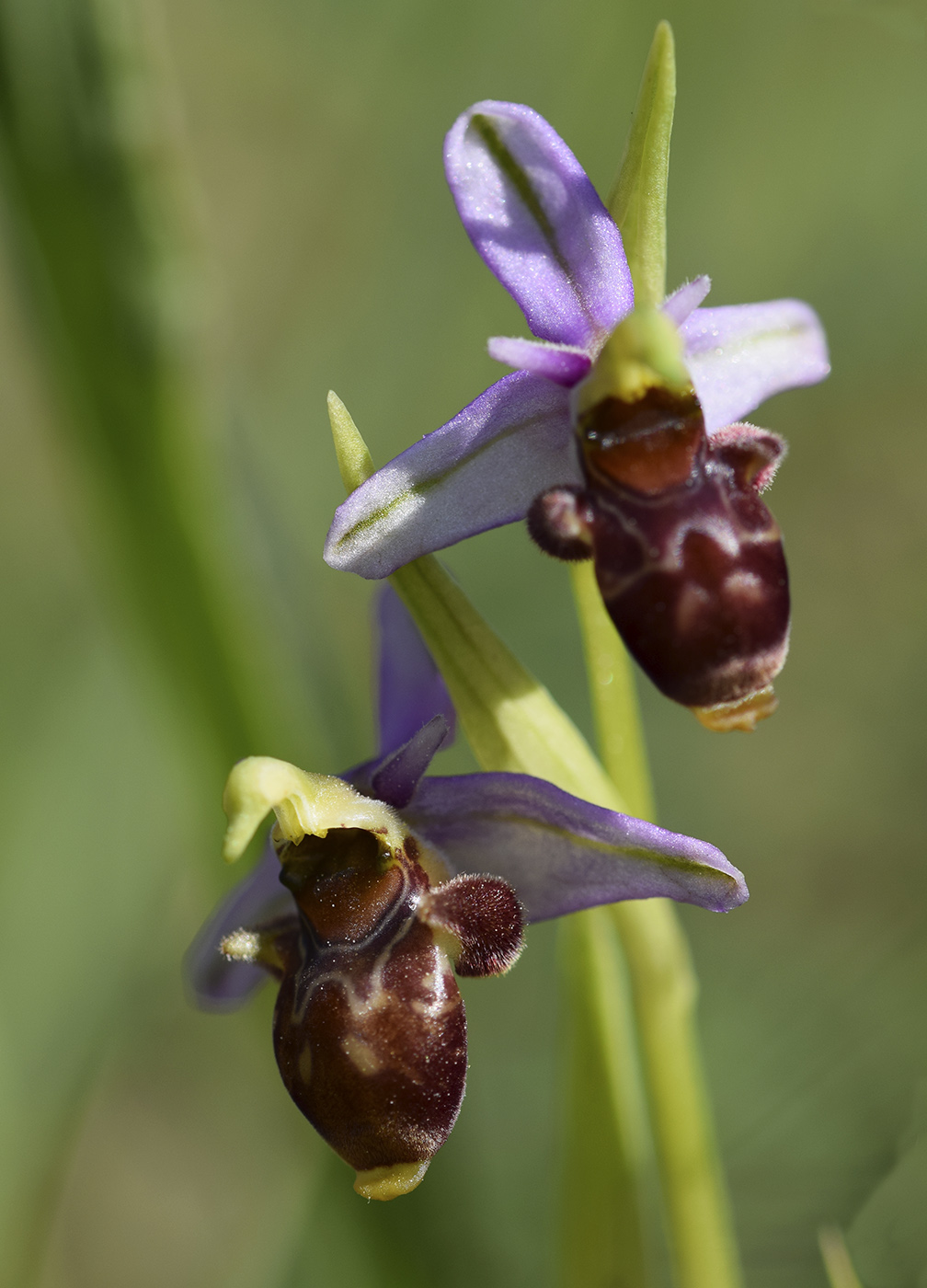 Image of Ophrys scolopax specimen.
