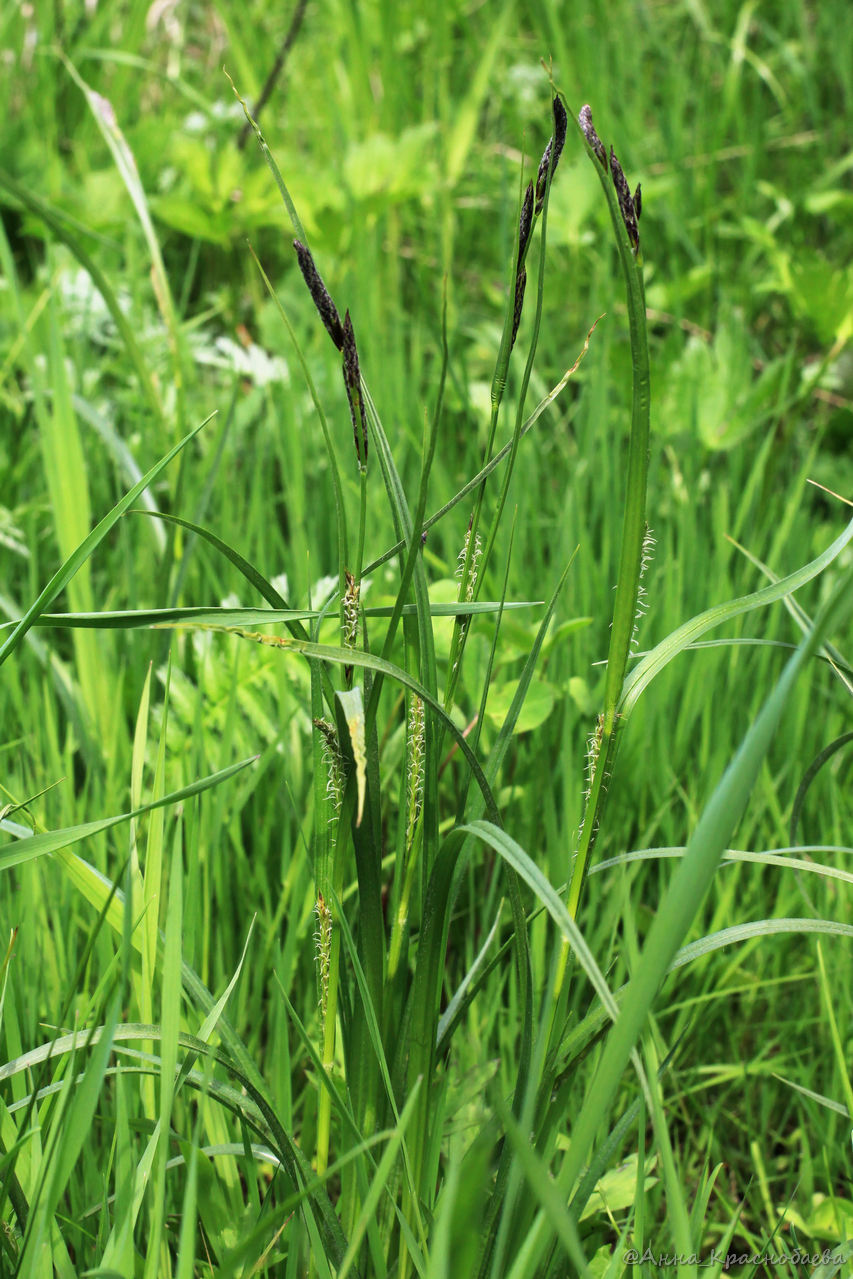 Image of Carex hirta specimen.