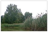 Phragmites altissimus