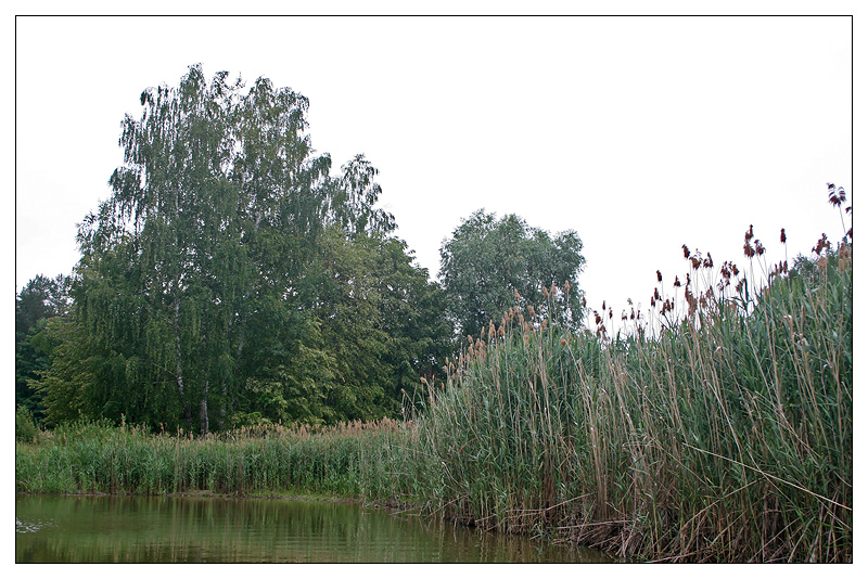 Изображение особи Phragmites altissimus.