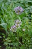 Allium rosenbachianum. Побеги с соцветиями. Санкт-Петербург, Приморский р-н, окр. пересечения Гаккелевской ул. и Богатырского просп., в культуре. 06.06.2020.