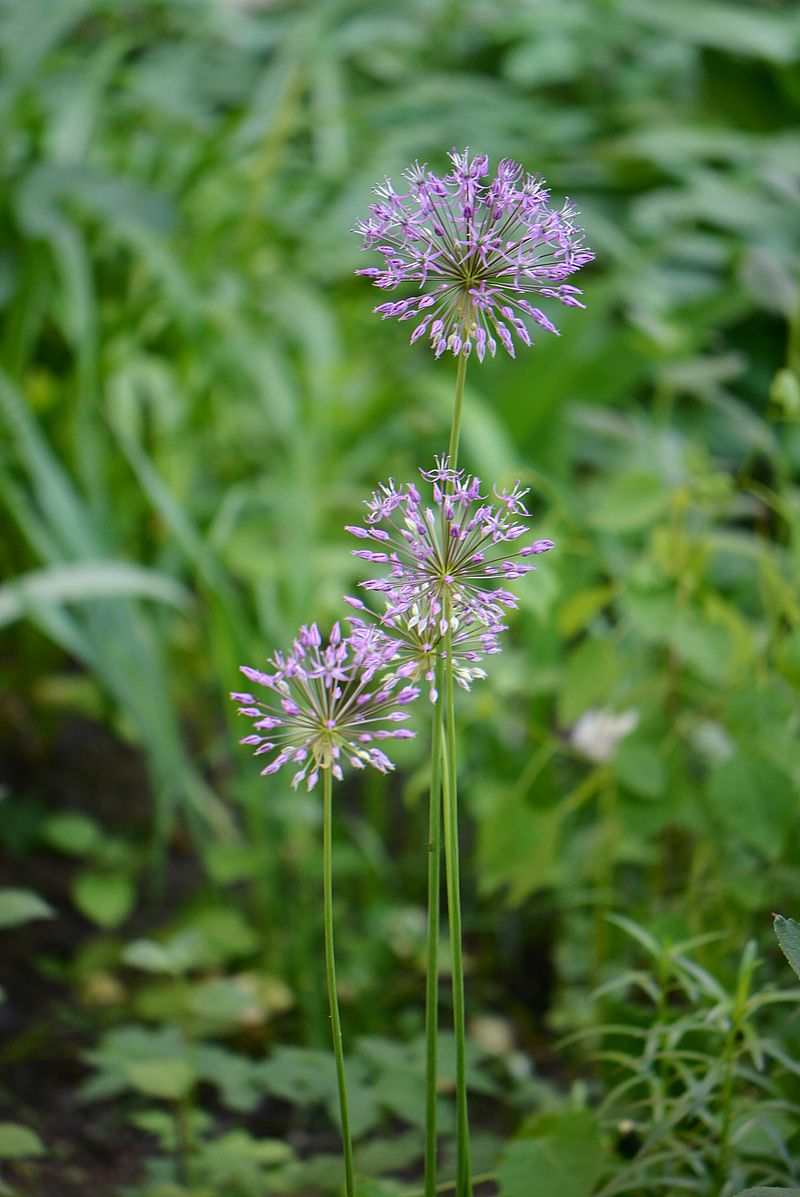 Image of Allium rosenbachianum specimen.