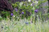 Medicago sativa