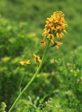 Ligularia schmidtii. Соцветие. Приморский край, Партизанский р-н, гора Брат, сухой крутой южный склон, в редколесье дуба монгольского (Quercus mongolica) с густыми зарослями леспедецы (Lespedeza bicolor), полыни (Artemisia gmelinii), злаков (Spodiopogon sibiricus) и разнотравья (Syneilesis aconitifolia, Rhaponticum satzyperovii, Sophora flavescens и др.). 30.06.2020.
