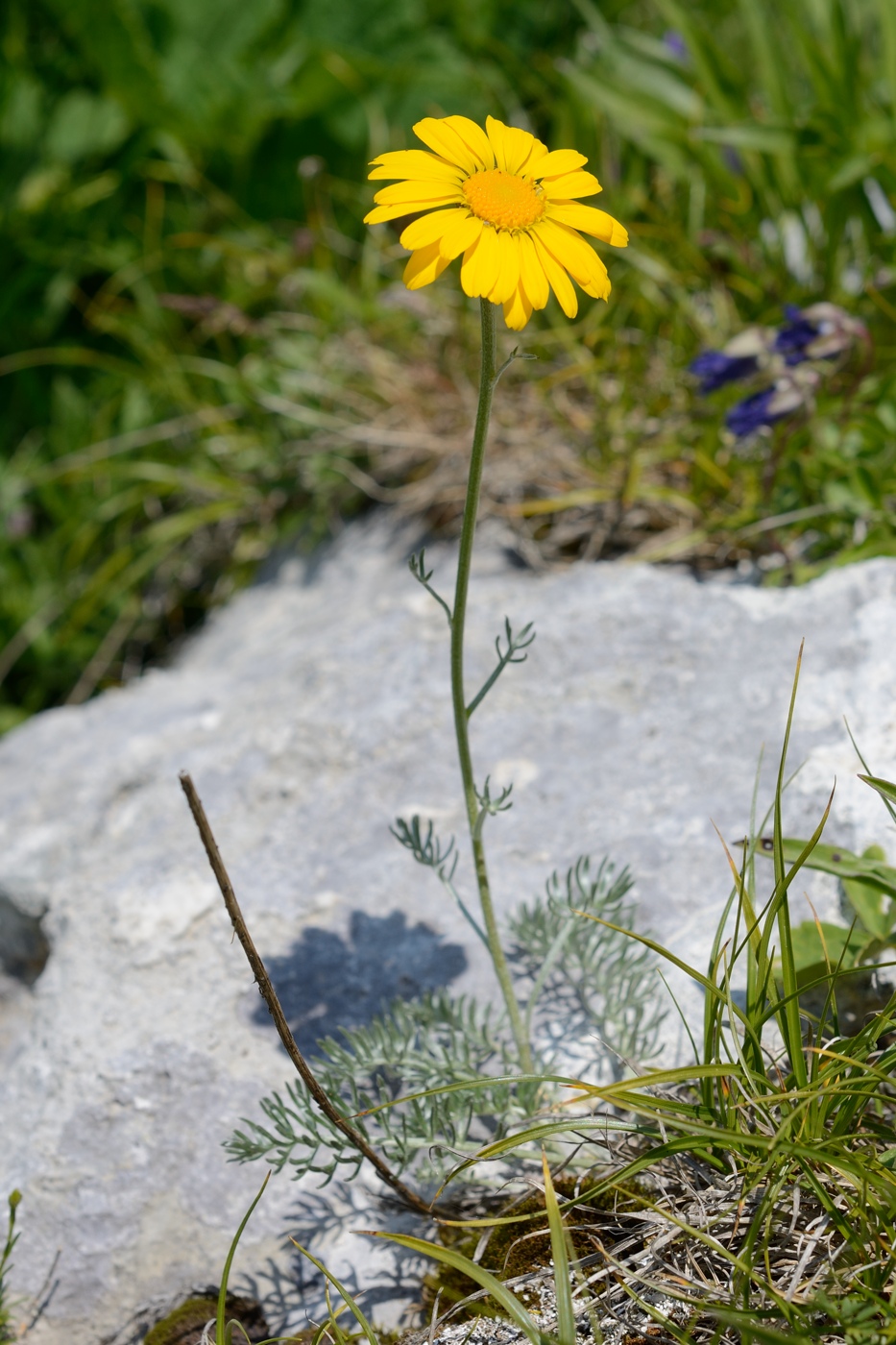 Image of Anthemis marschalliana ssp. pectinata specimen.