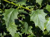 Chenopodiastrum hybridum. Листья в средней части растения. Донецк, заброшеный огород. 23.07.2020.