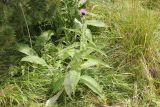 Cirsium helenioides. Цветущее растение. Республика Алтай, Онгудайский р-н, Семинский перевал, ≈ 1700 м н. у. м., луг перед опушкой кедрового леса. 27.07.2020.