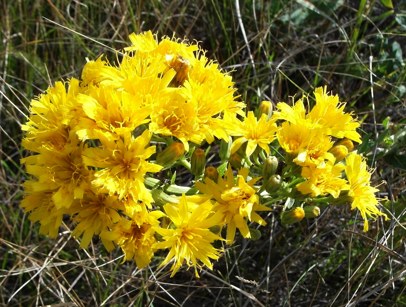 Image of Hieracium virosum specimen.