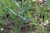 Commelina subspecies livingstonii