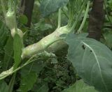 Brassica oleracea var. gongylodes