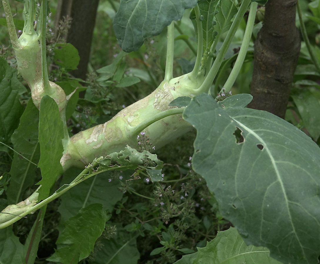 Изображение особи Brassica oleracea var. gongylodes.