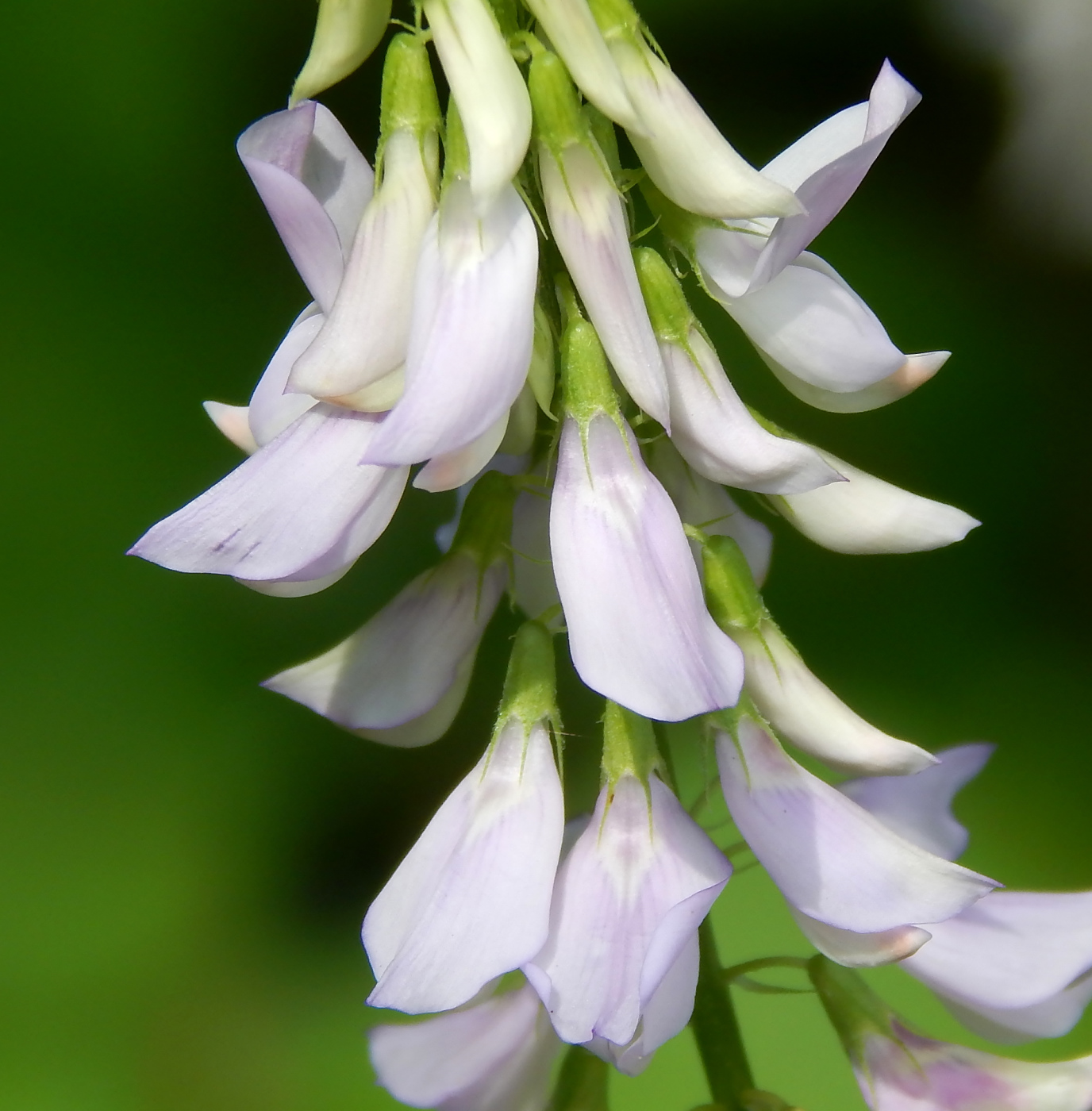 Изображение особи Galega officinalis.