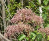 Valeriana officinalis
