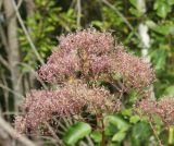 Valeriana officinalis. Соплодие. Костромская обл., Кологривский р-н, окр. заброшенной деревни Козлово, луг в смешанном лесу на месте старой вырубки. 28 августа 2020 г.